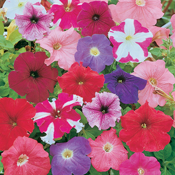 Petunia 'Rainbow Mixed' Hybrid - Seeds