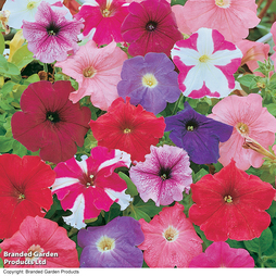 Petunia 'Rainbow Mixed' Hybrid - Seeds