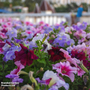 Petunia 'Rainbow Mixed' Hybrid - Seeds