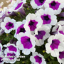 Petunia RIMarkable
