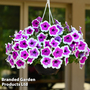 Petunia RIMarkable