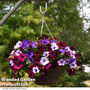 Petunia 'Sky Mix' (with Night Sky)
