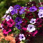 Petunia 'Sky Mix'