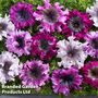 Petunia 'Superbissima Triumph Mix' - Seeds