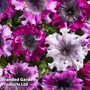 Petunia 'Superbissima Triumph Mix' - Seeds