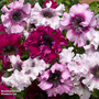 Petunia 'Superbissima Triumph Mix'