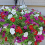 Petunia Surfinia Trio Collection
