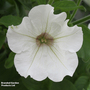 Petunia 'Trailing Surfinia White'