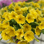 Petunia 'Surfinia Yellow'