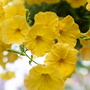 Petunia 'Surfinia Yellow'