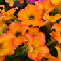 Petunia ?Crazytunia® Terracotta?