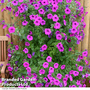 Petunia 'Tickled Pink'