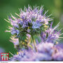 Green Manure 'Phacelia' - Seeds