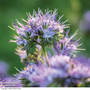 Green Manure 'Phacelia' - Seeds