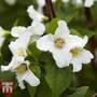 Philadelphus 'Belle Etoile'