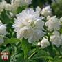 Philadelphus 'Manteau d'Hermine'