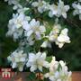 Philadelphus 'Albatre'