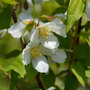 Philadelphus 'Dame Blanche'