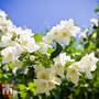 Philadelphus 'Lemoinei'