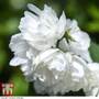 Philadelphus 'Virginal' (Hedging)