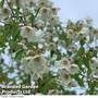 Philadelphus 'Fragrant Falls'