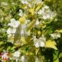 Philadelphus coronarius 'Aureus'