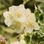 Philadelphus coronarius 'Variegatus'