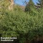 Phillyrea angustifolia