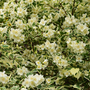 Philadelphus coronarius 'Variegatus'