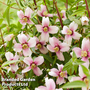 Philadelphus 'Petite Perfume Pink'