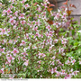 Philadelphus 'Petite Perfume Pink'
