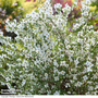 Philadelphus 'Petite Perfume White'