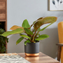 Philodendron 'Prince of Orange'