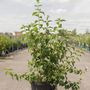 Philadelphus 'Minnesota Snowflake'