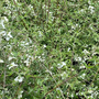 Philadelphus maculatus 'Sweet Clare'