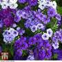 Phlox drummondii 'Moody Blues' - Seeds