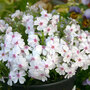 Phlox subulata 'Pharao Red Eye'