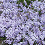 Phlox subulata 'Emerald Cushion Blue'