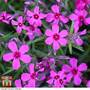 Phlox subulata 'Red Wings'