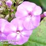 Phlox paniculata 'Lilac Flame'