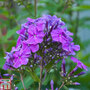 Phlox paniculata 'Blue Boy'