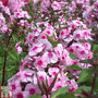 Phlox paniculata 'Pink Eye Flame'