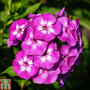 Phlox paniculata 'Purple Eye Flame'