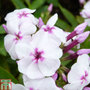 Phlox paniculata 'White Eye Flame'