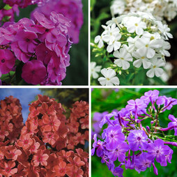 Phlox paniculata 'Fragrant Collection'