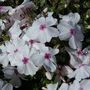 Phlox subulata 'Amazing Grace'