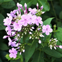 Phlox paniculata 'Blue Boy'