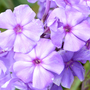 Phlox paniculata 'Blue Paradise'