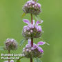 Phlomis tuberosa 'Bronze Flamingo'