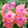Phlox paniculata 'Coral Flame'